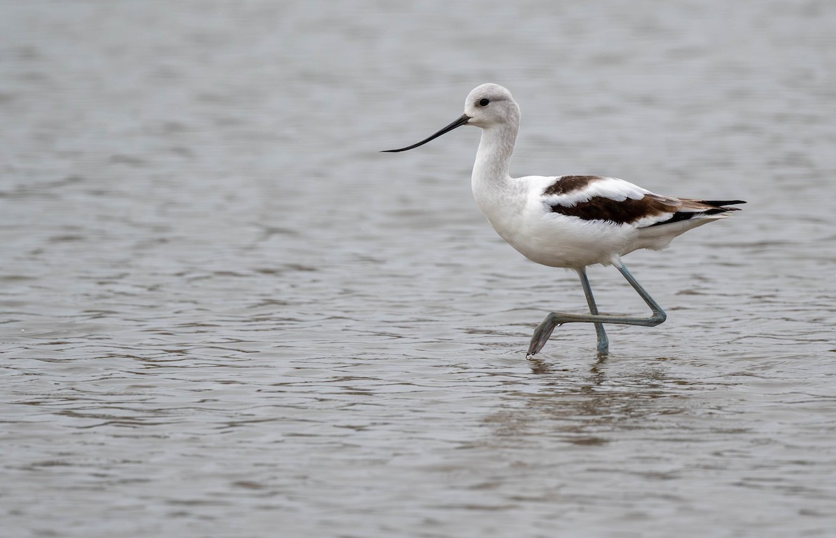 Avocette d'Amérique - ML624332208