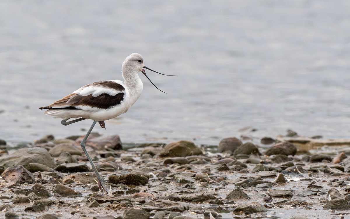 Avocette d'Amérique - ML624332209