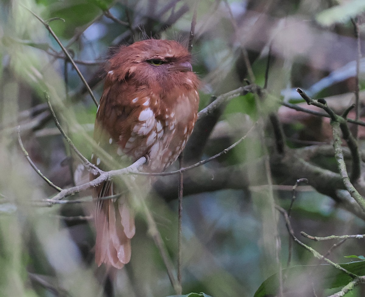 Sumatran Frogmouth - ML624332217