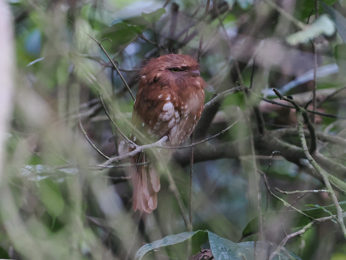 Sumatran Frogmouth - ML624332226