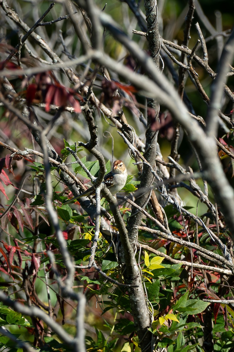 Chipping Sparrow - ML624332354