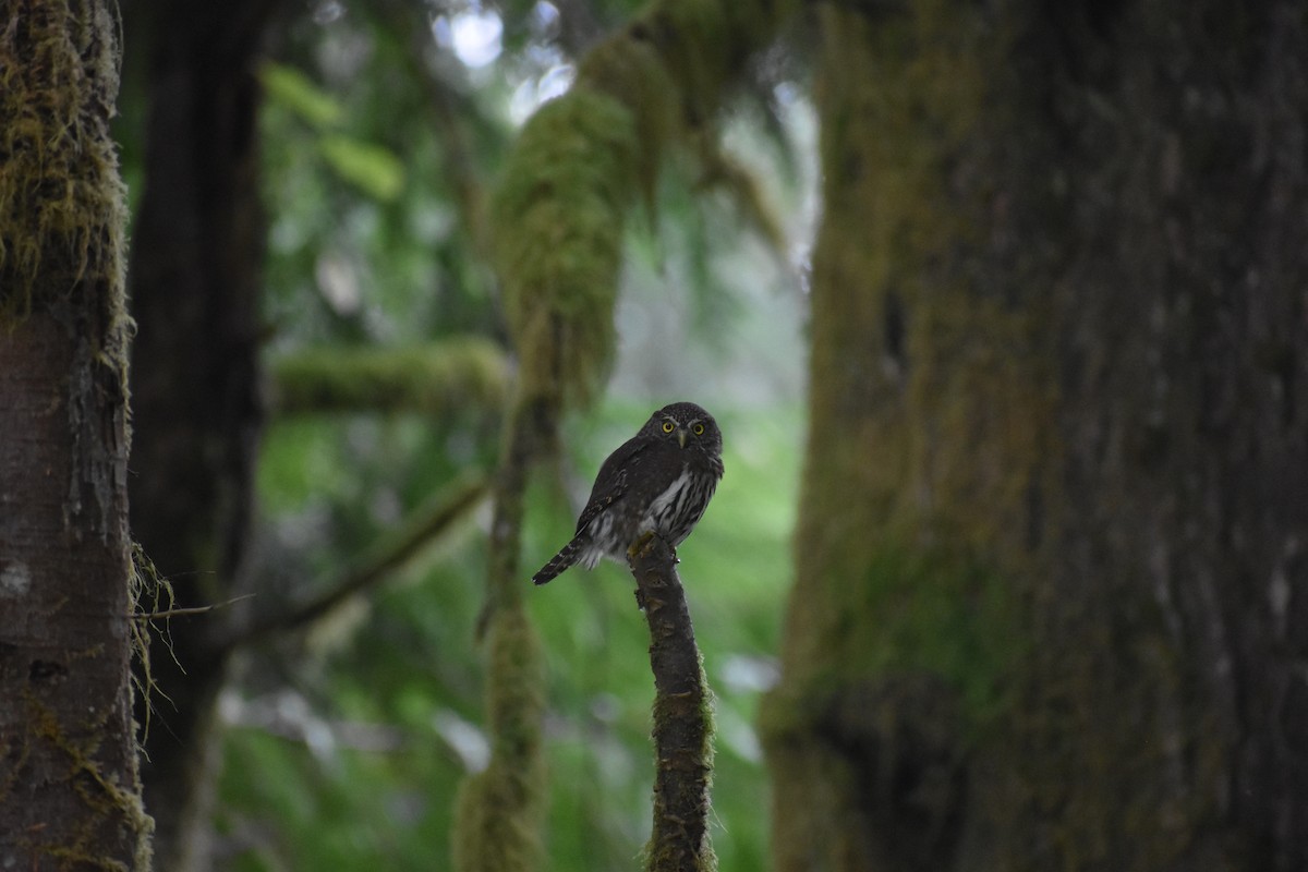Northern Pygmy-Owl - ML624332399
