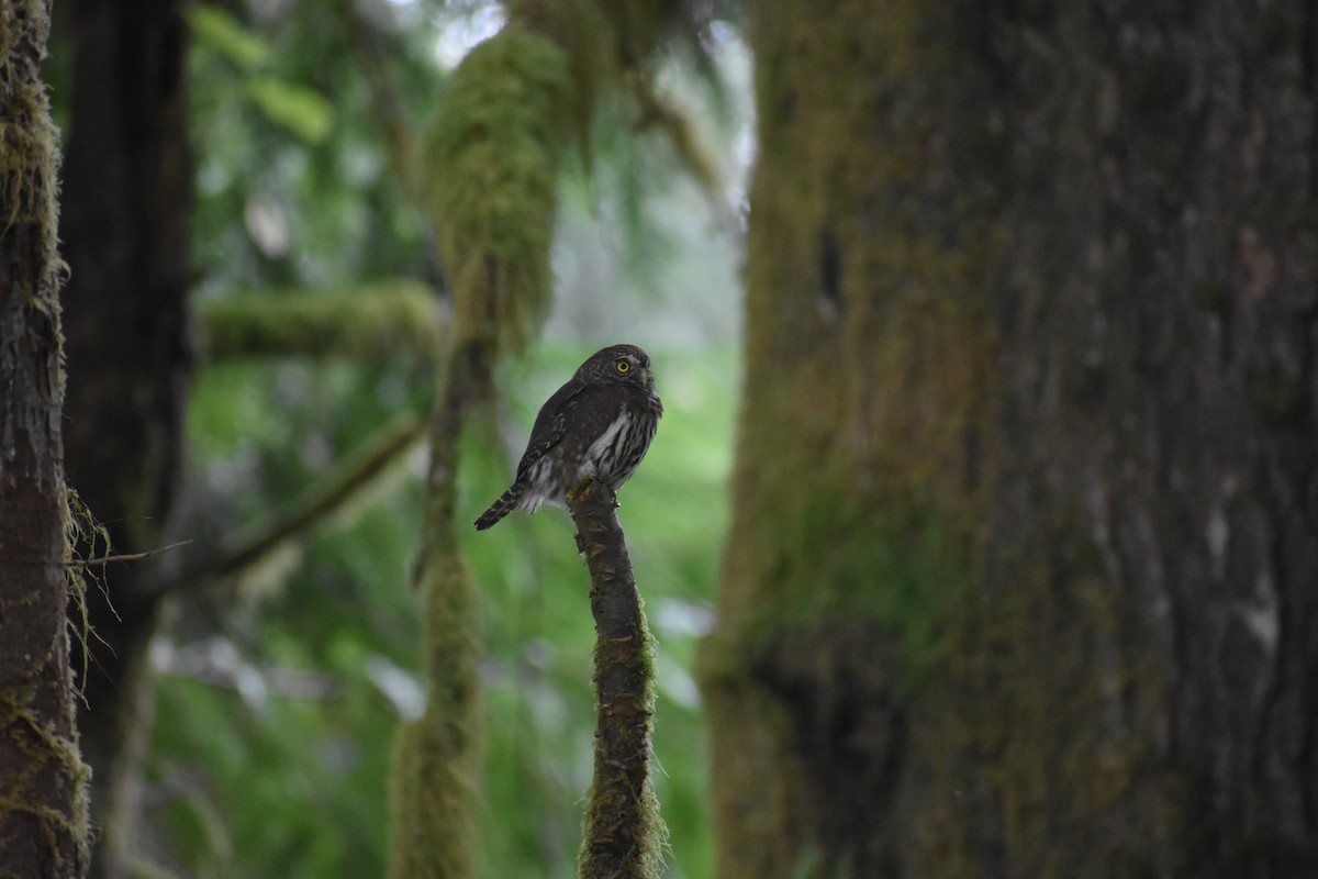 Northern Pygmy-Owl - ML624332400