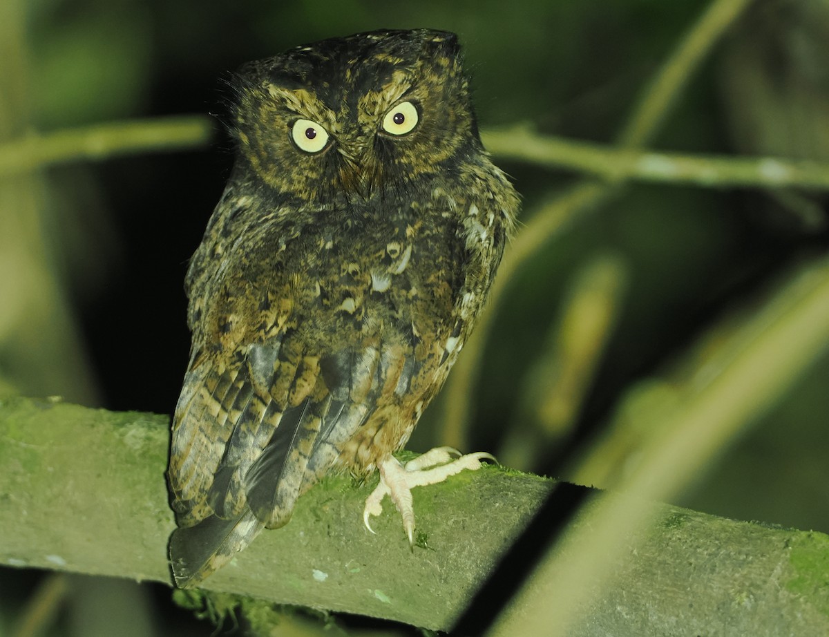 Mountain Scops-Owl - Stephan Lorenz