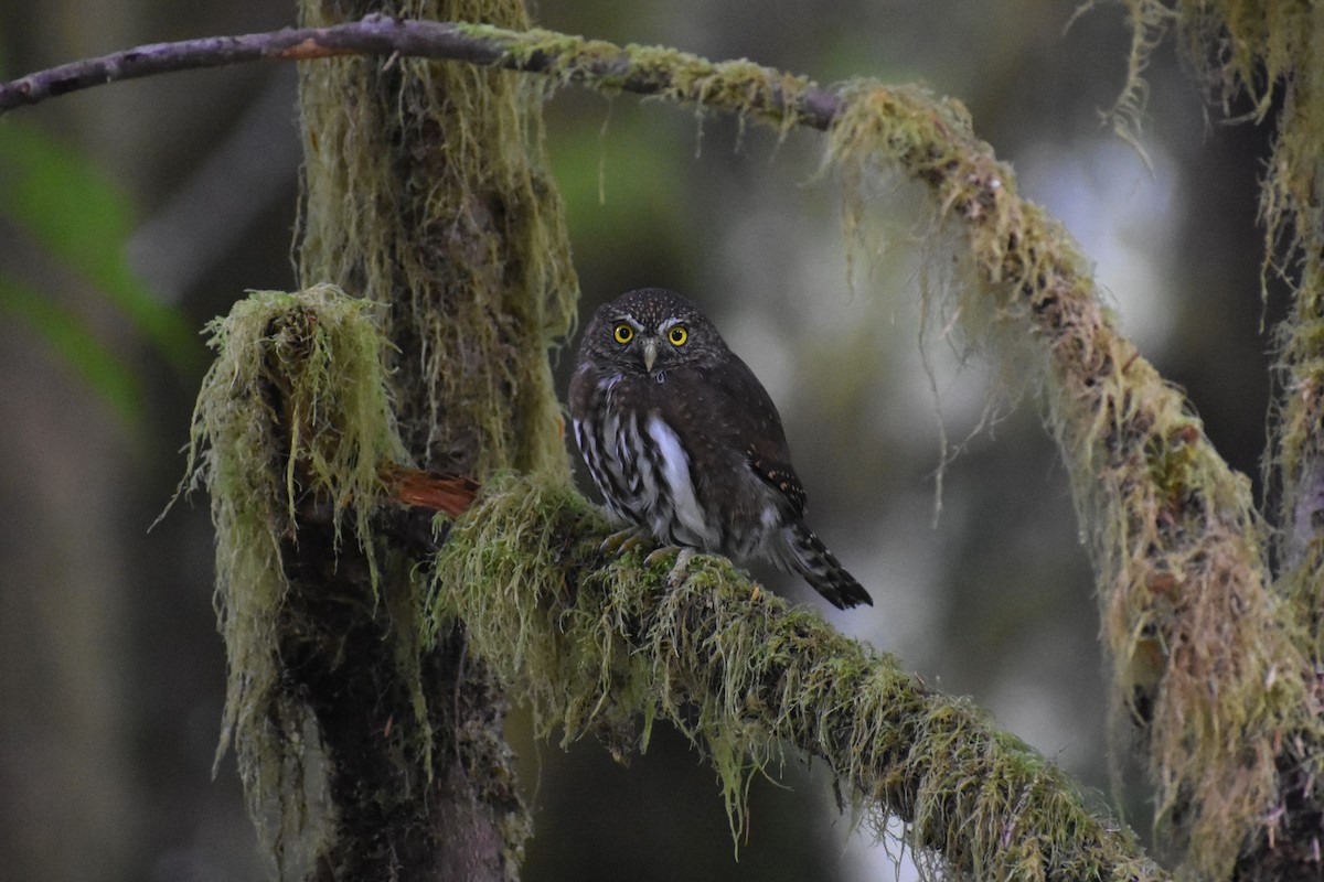 Northern Pygmy-Owl - ML624332468