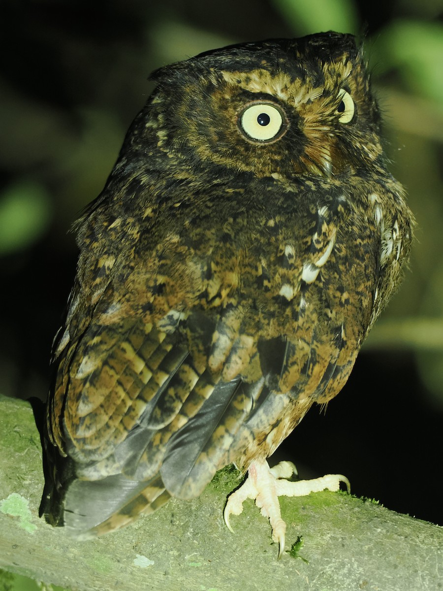 Mountain Scops-Owl - Stephan Lorenz