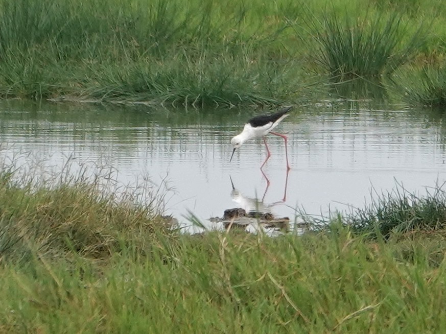 Black-winged Stilt - ML624332496