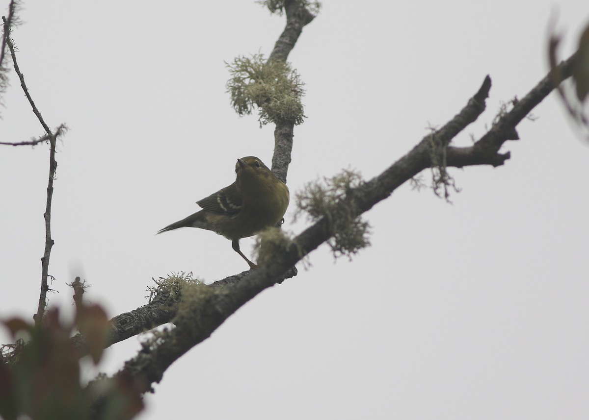 Paruline rayée - ML624332561