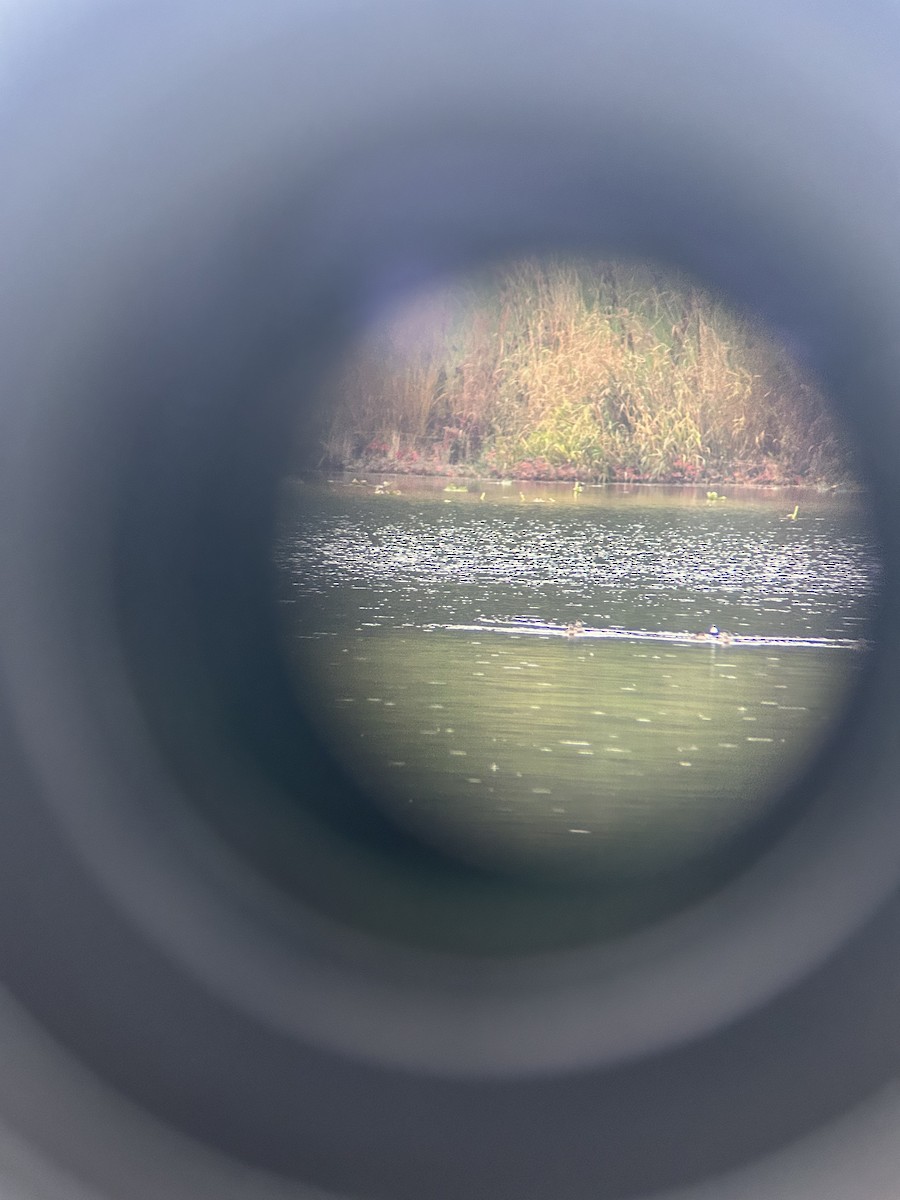 Ruddy Duck - Joey  Hausler