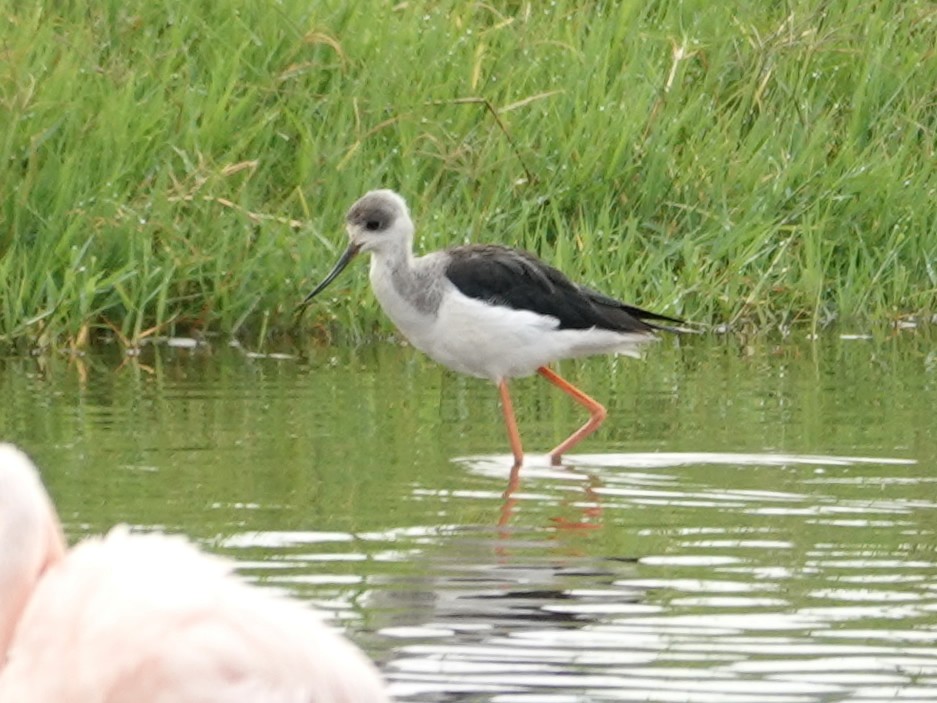 Black-winged Stilt - ML624332587