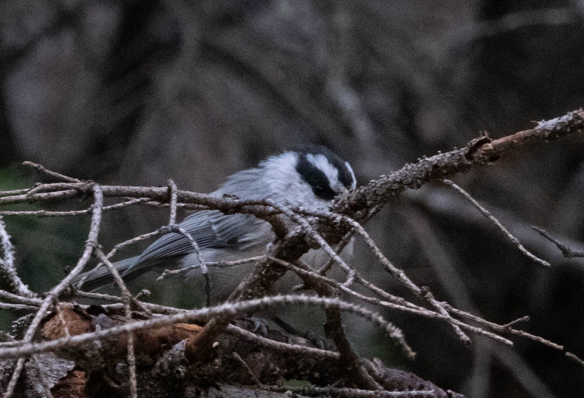 Mountain Chickadee - ML624332644
