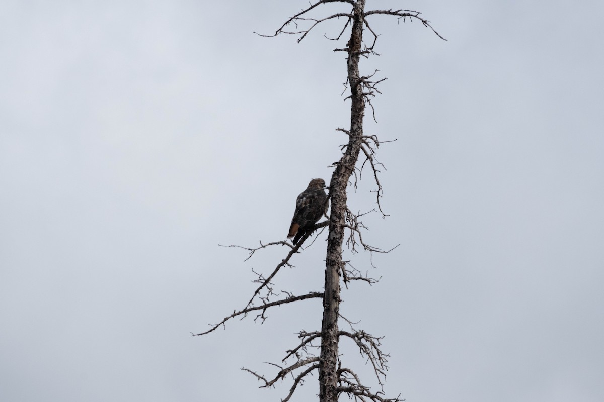 Red-tailed Hawk - ML624332659