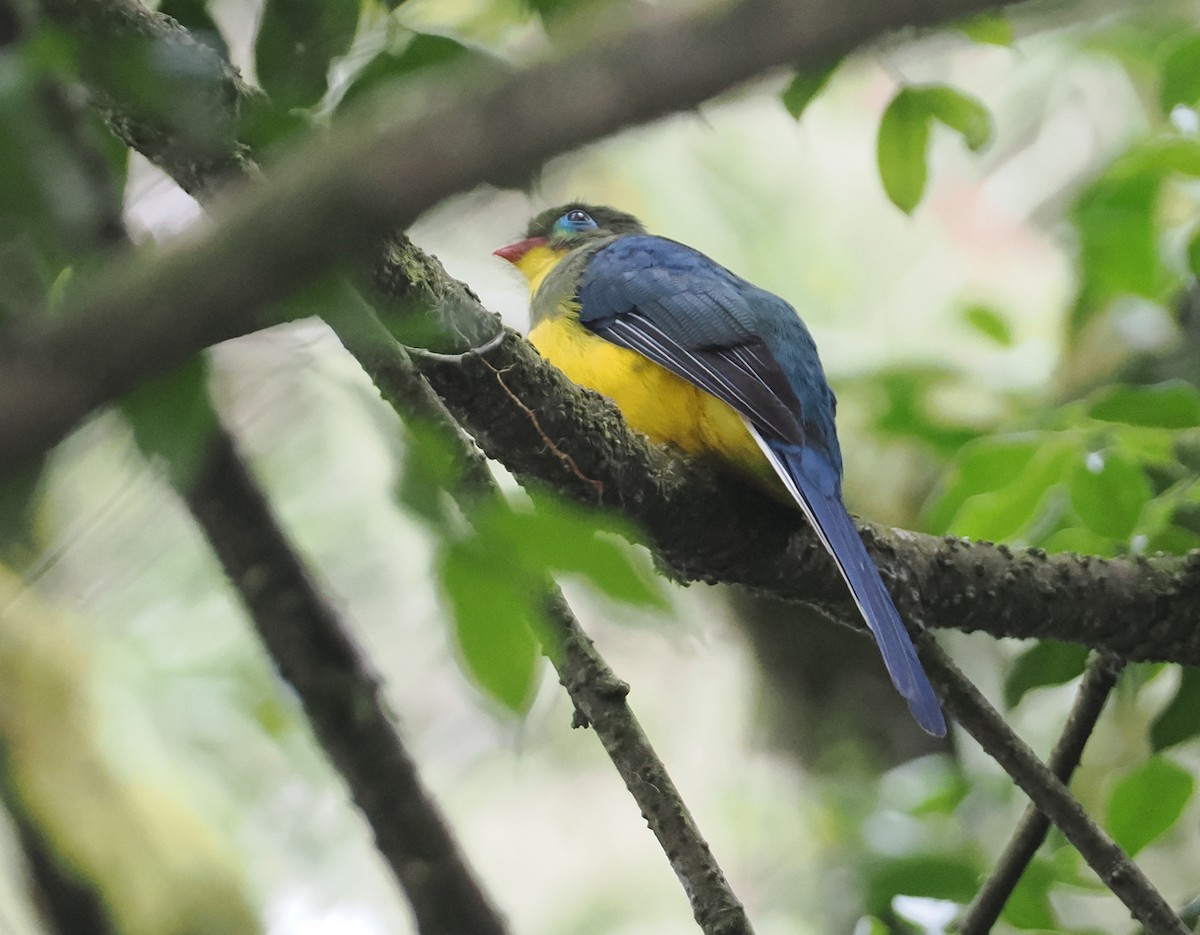 Sumatran Trogon - ML624332698