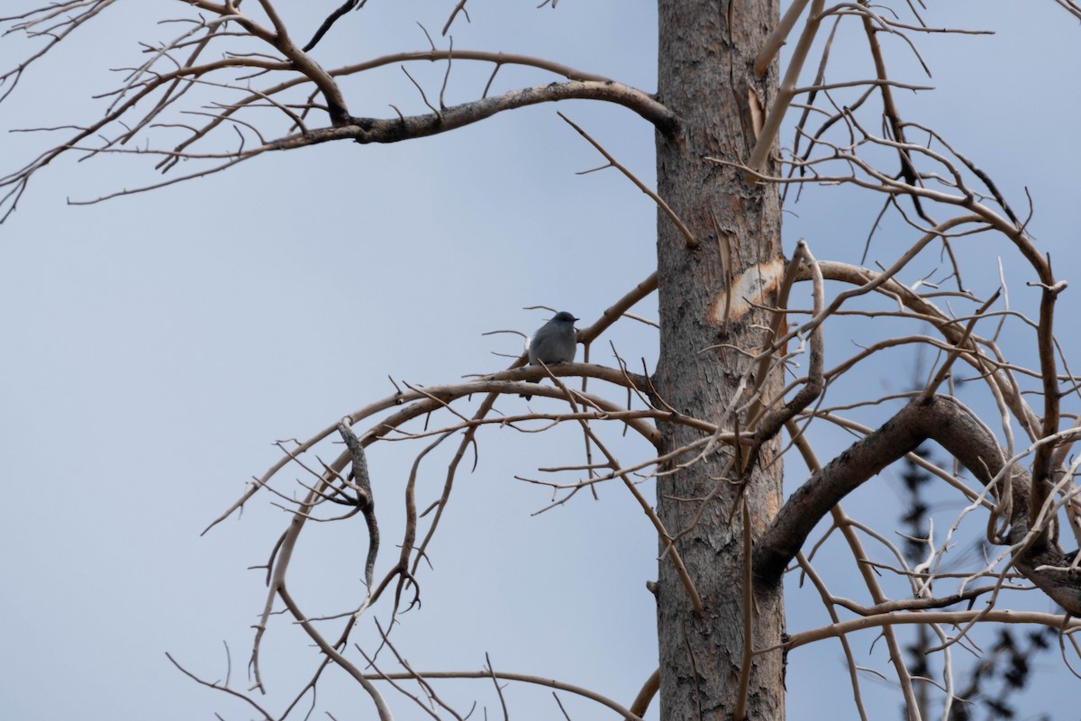Mountain Bluebird - ML624332702
