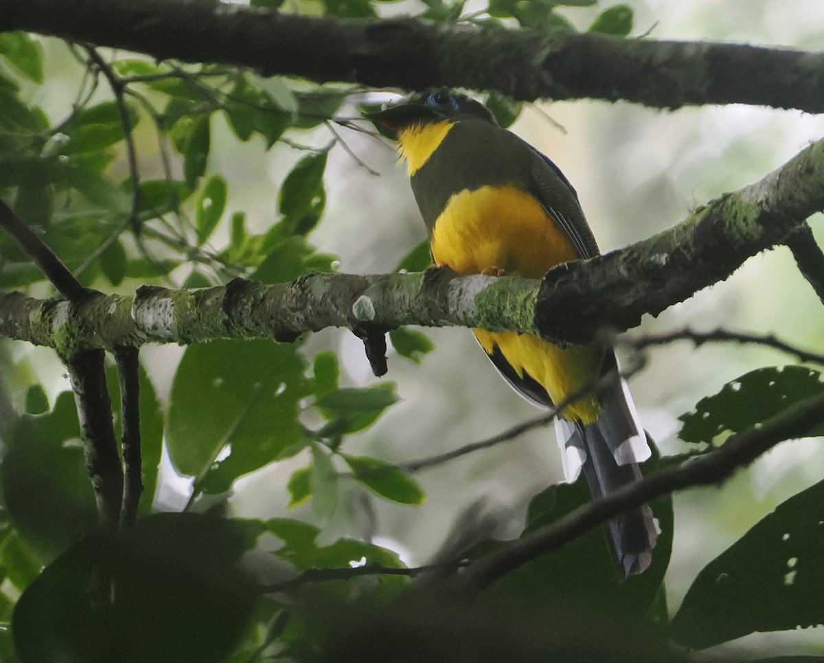 trogon sumaterský - ML624332724