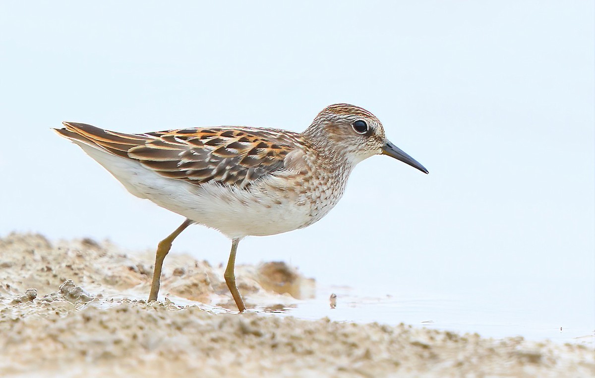 Long-toed Stint - Albin Jacob