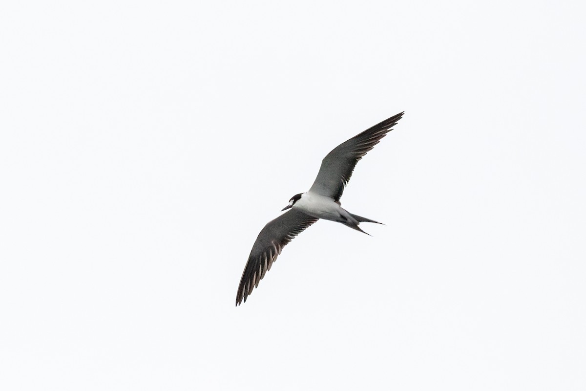 Sooty Tern - ML624332732