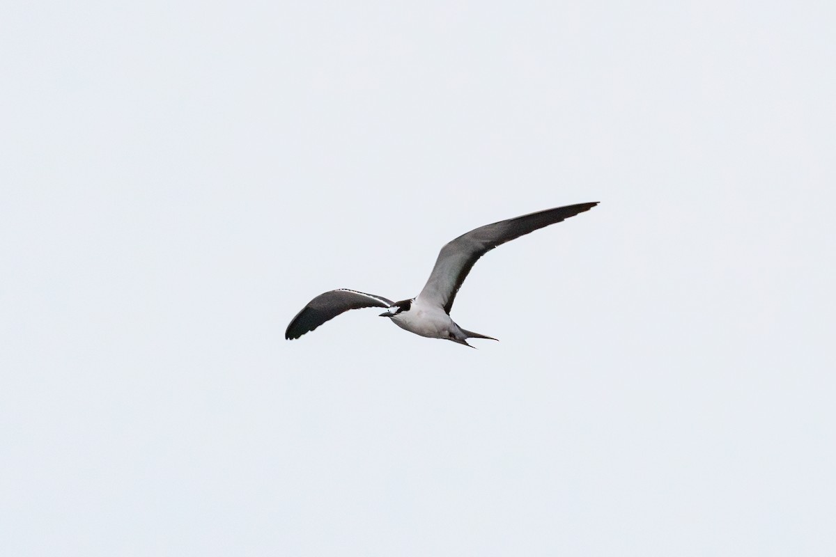 Sooty Tern - ML624332733