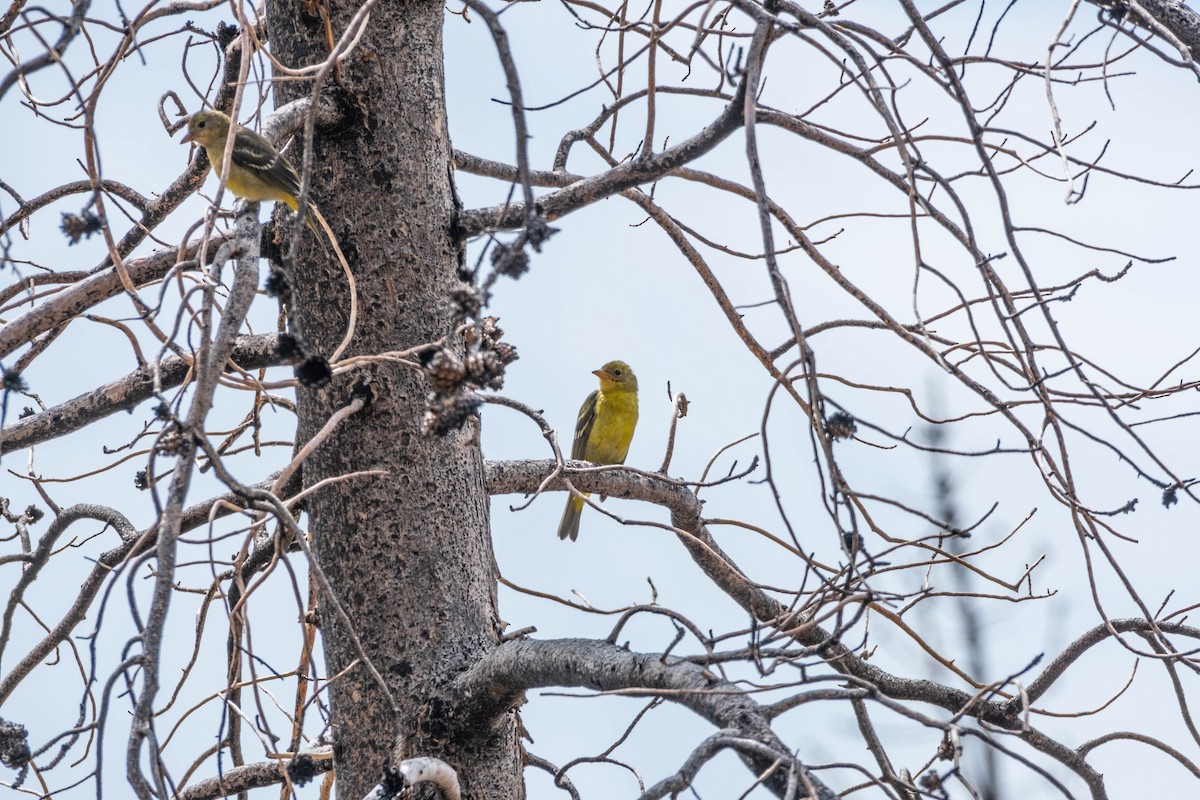 Western Tanager - ML624332734