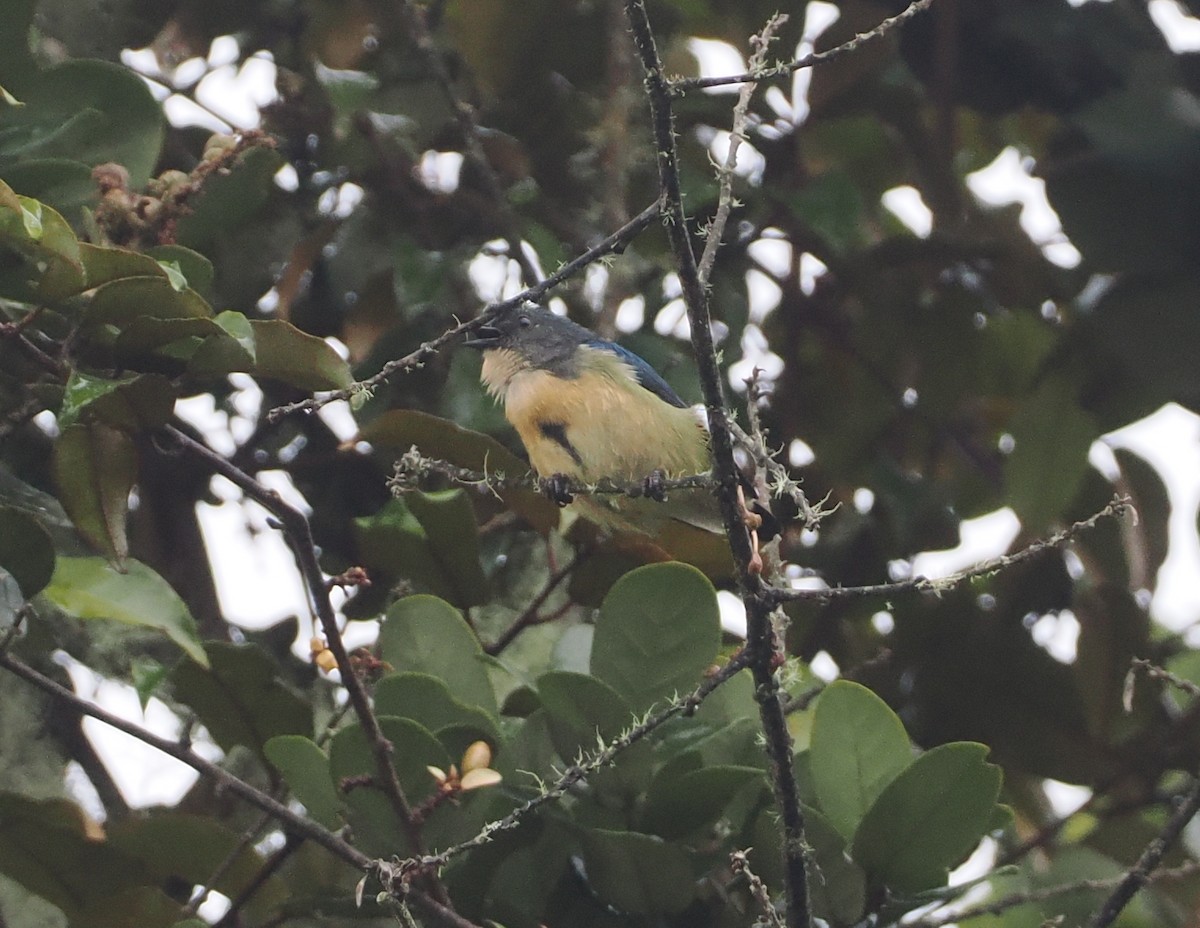 Sumatran Flowerpecker - ML624332748