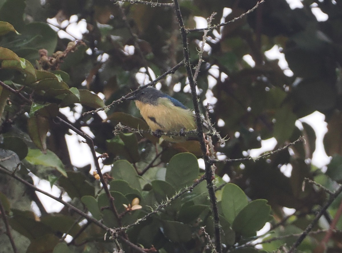 Sumatran Flowerpecker - ML624332794