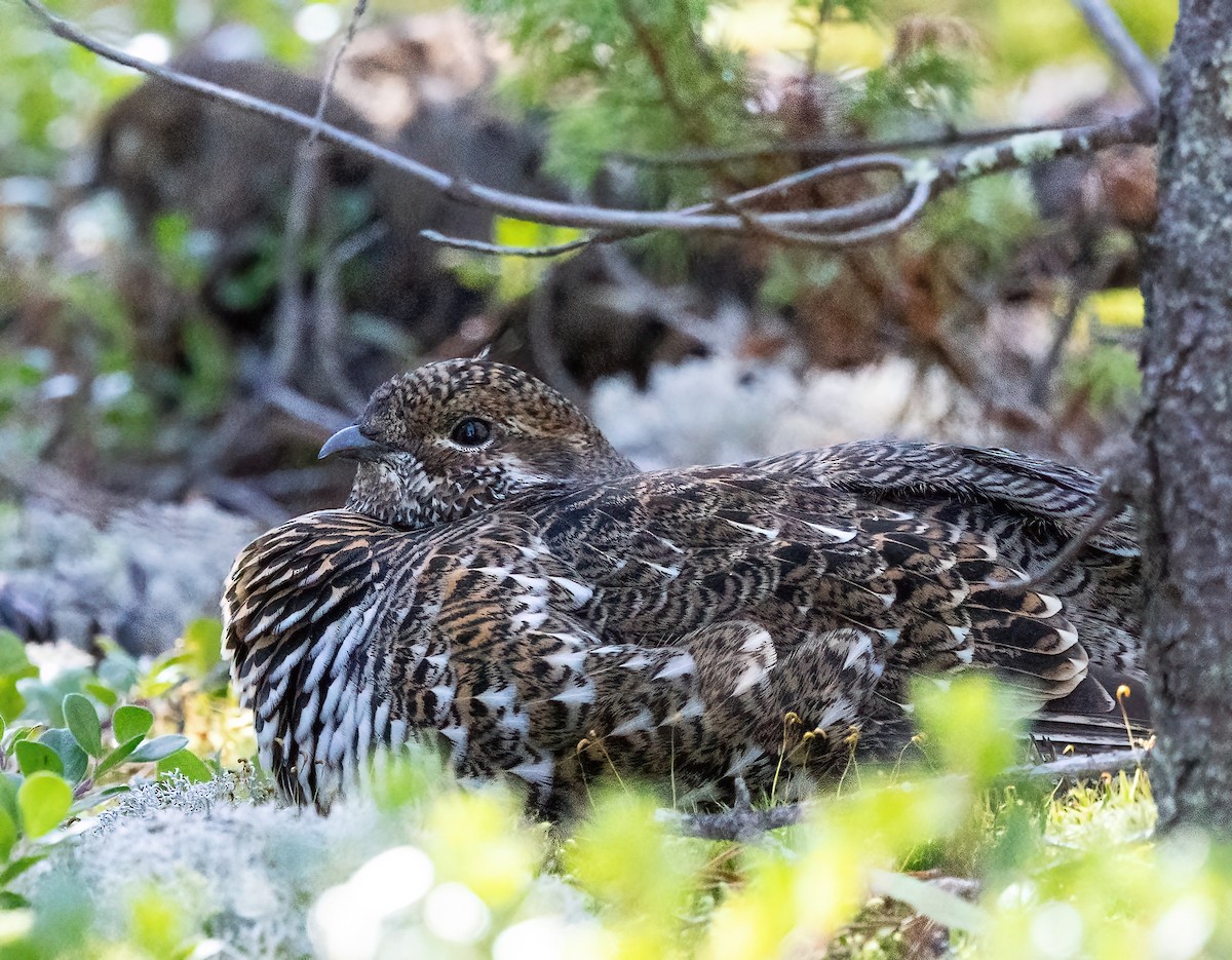 Spruce Grouse (Spruce) - ML624332801