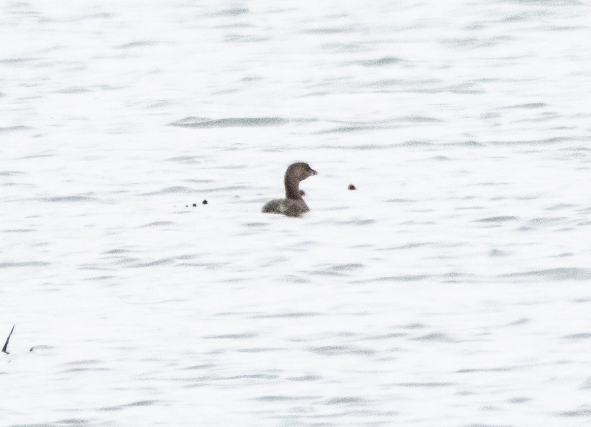 Pied-billed Grebe - ML624332802
