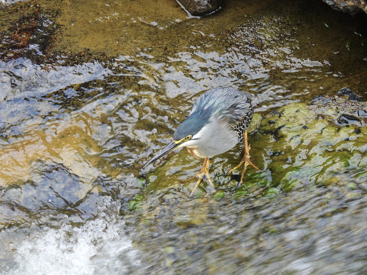 volavka malá - ML624332812