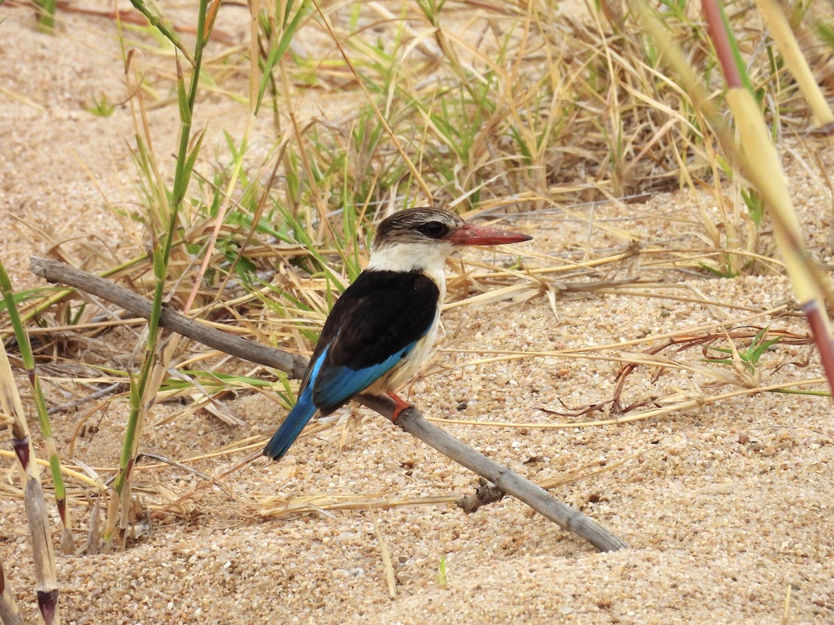 ledňáček kápový - ML624332822