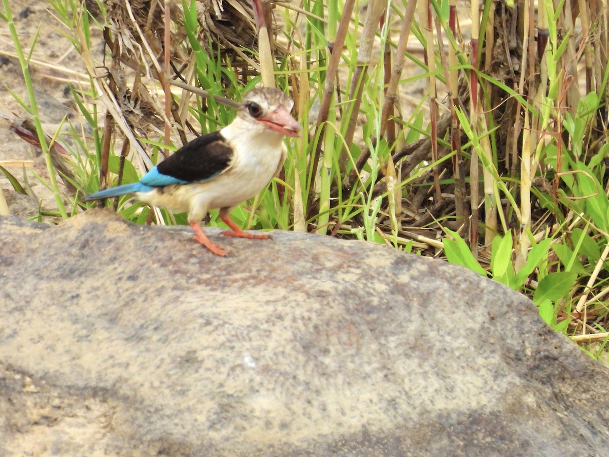 ledňáček kápový - ML624332823