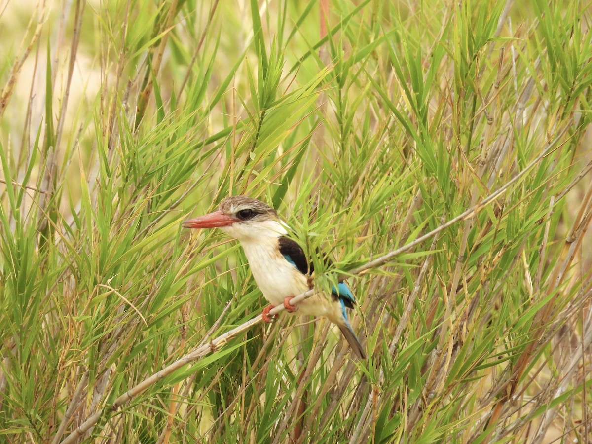 ledňáček kápový - ML624332824