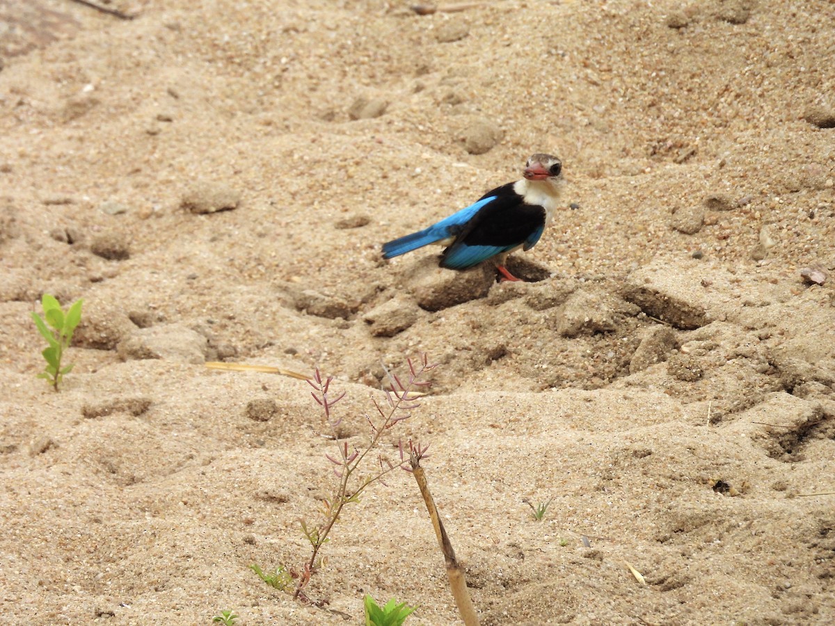 ledňáček kápový - ML624332825