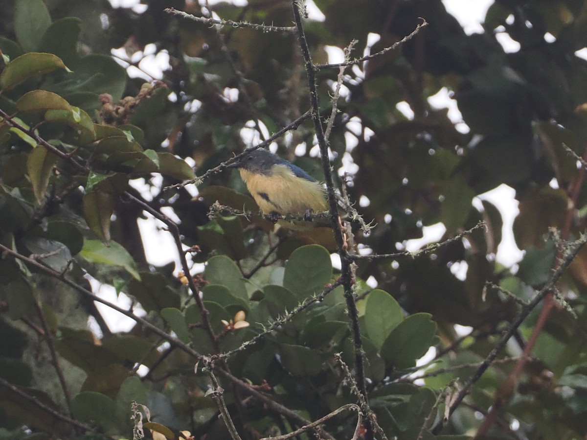 Sumatran Flowerpecker - ML624332826