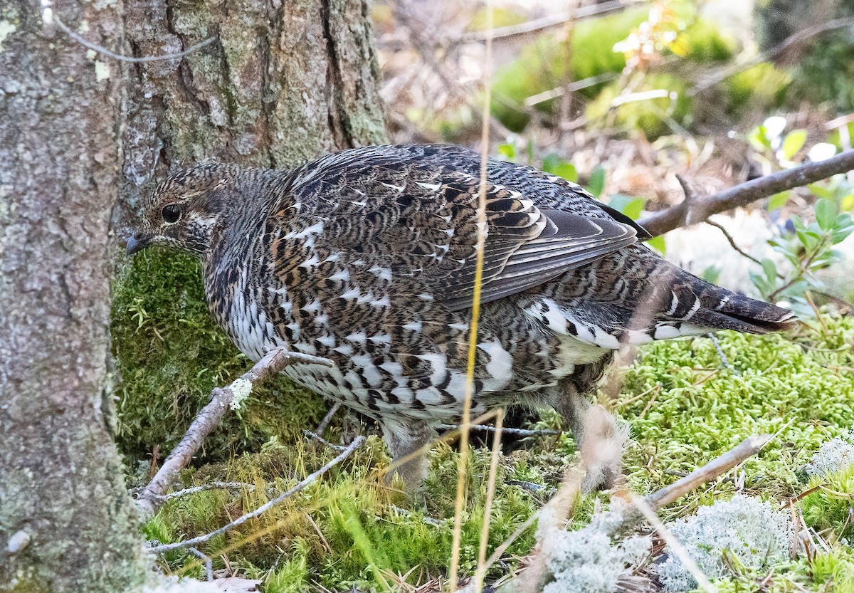 tetřívek kanadský [skupina canadensis] - ML624332827