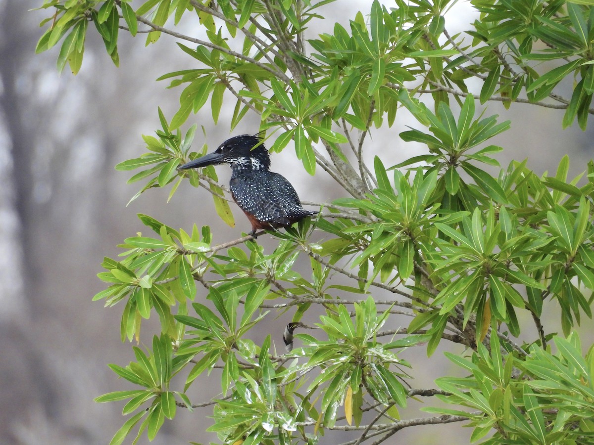 rybařík velký - ML624332835