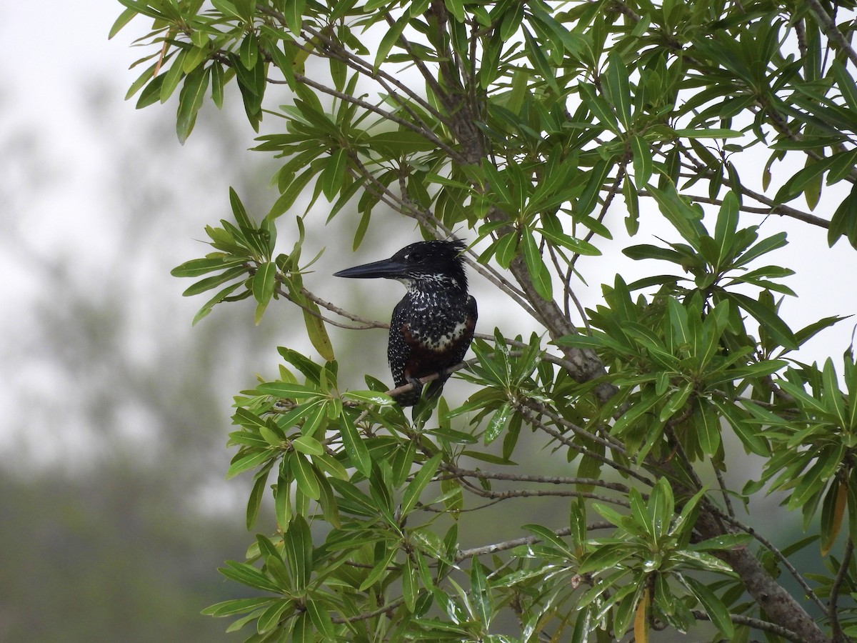 rybařík velký - ML624332836