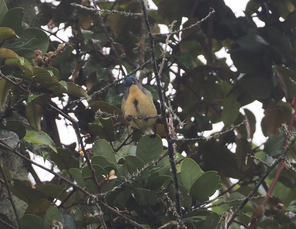Sumatran Flowerpecker - ML624332849