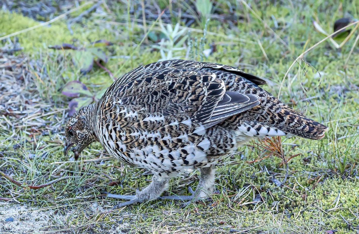 tetřívek kanadský [skupina canadensis] - ML624332851