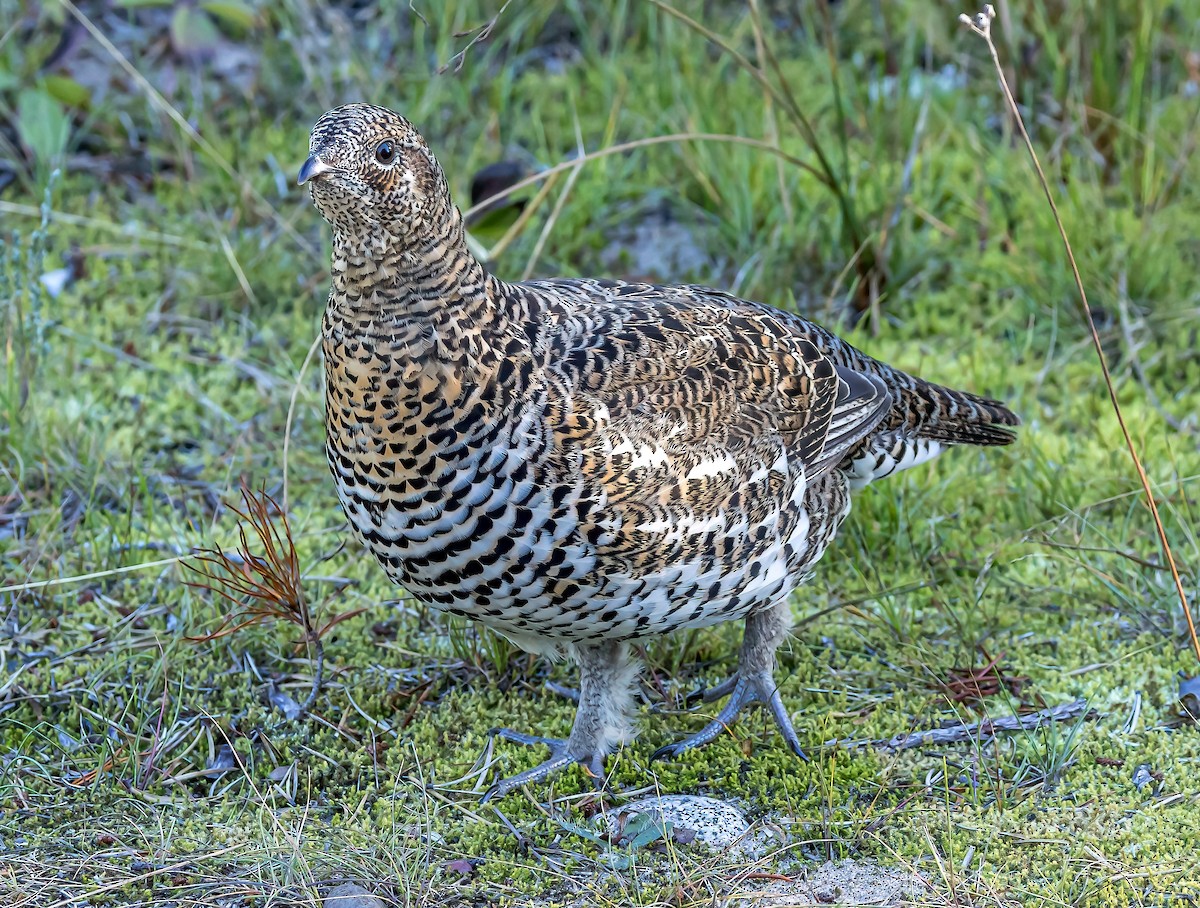 tetřívek kanadský [skupina canadensis] - ML624332854