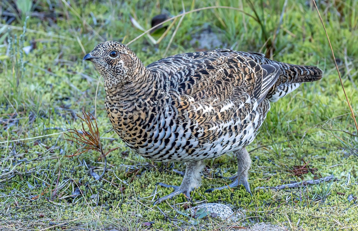 tetřívek kanadský [skupina canadensis] - ML624332859