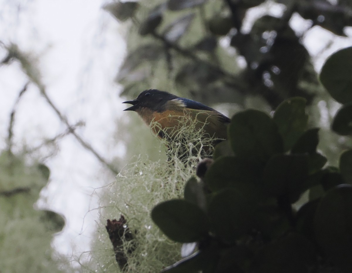 Sumatran Flowerpecker - ML624332860