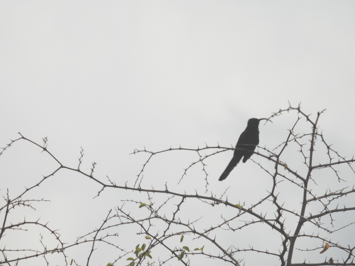 dudkovec křivozobý - ML624332865