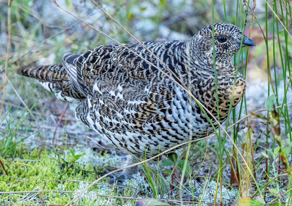 Spruce Grouse (Spruce) - ML624332866