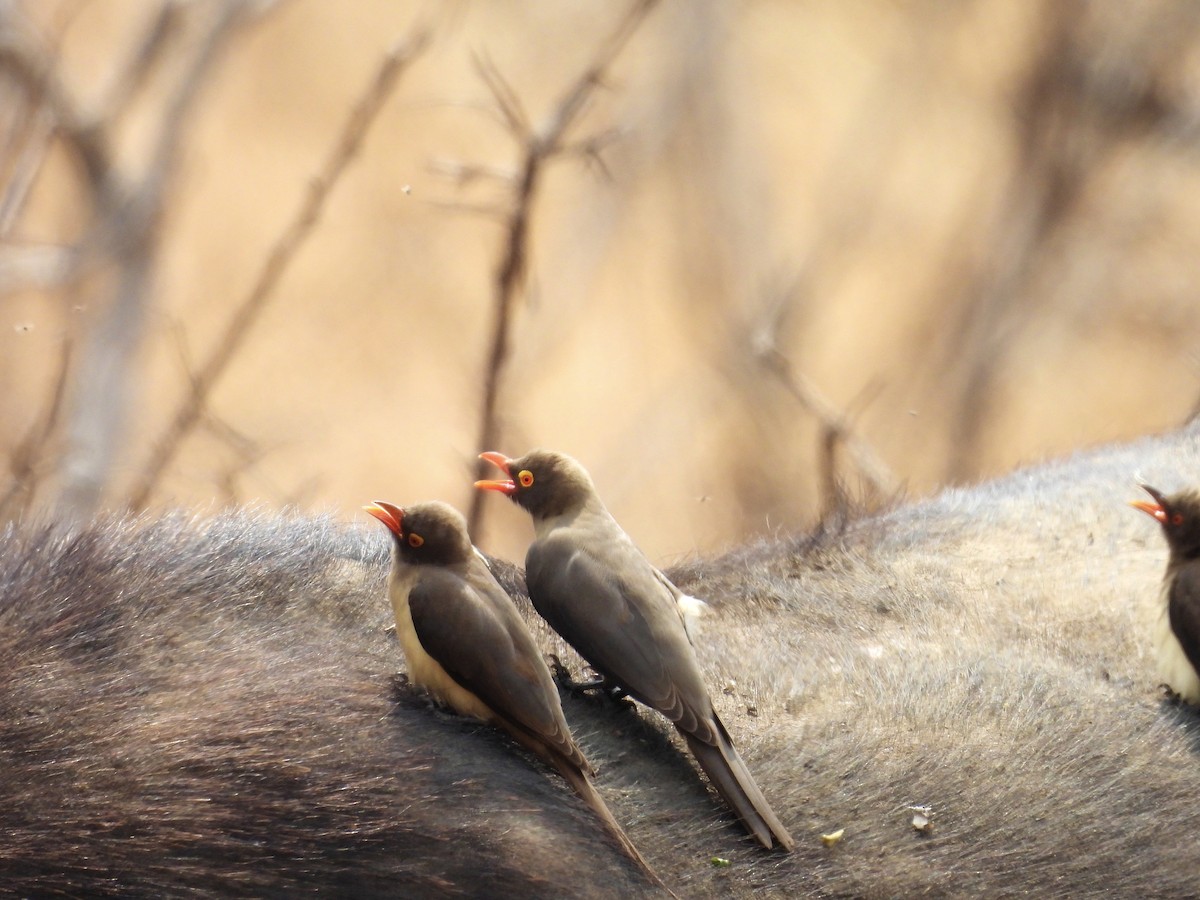 klubák červenozobý - ML624332874