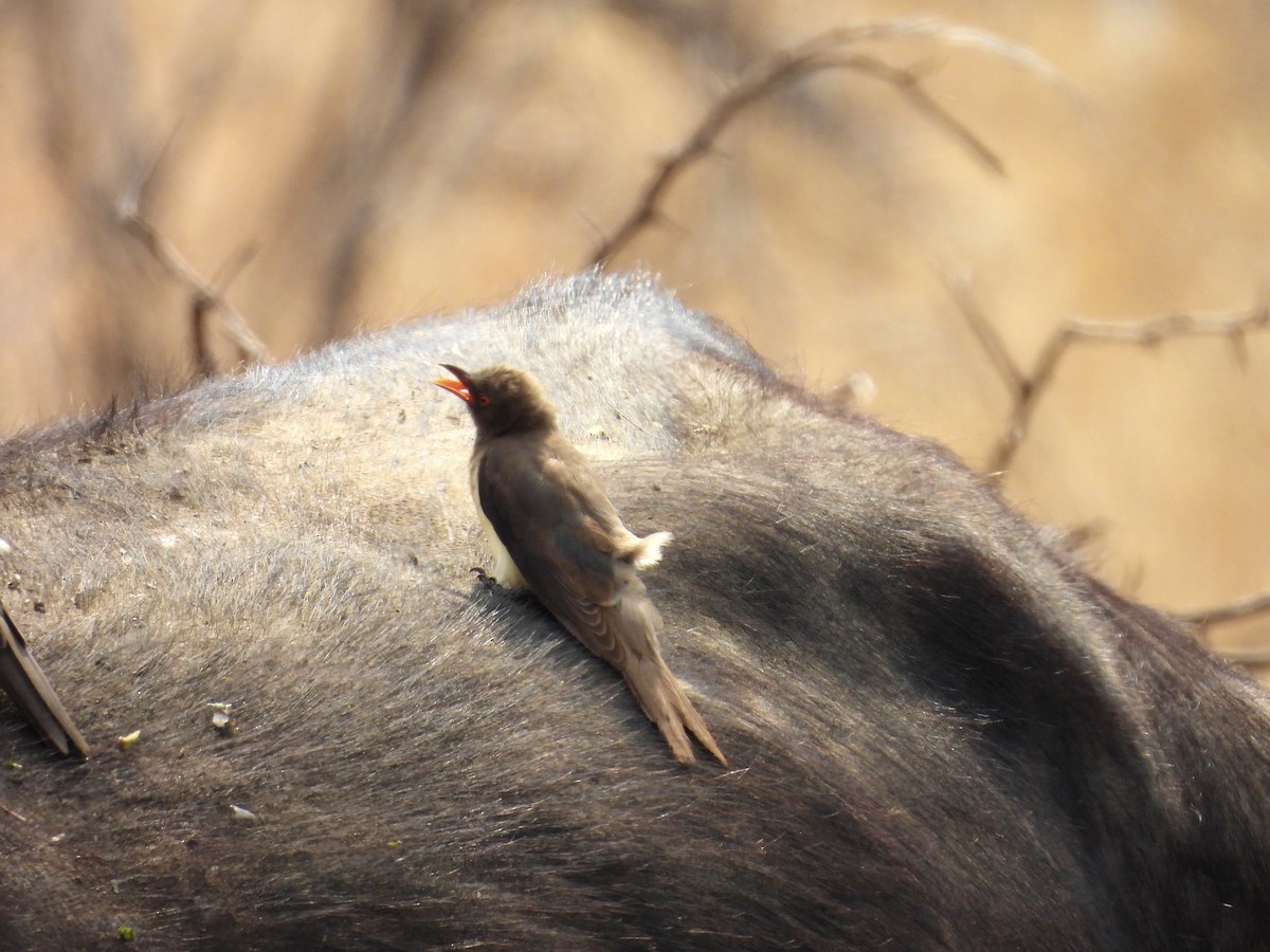 klubák červenozobý - ML624332875