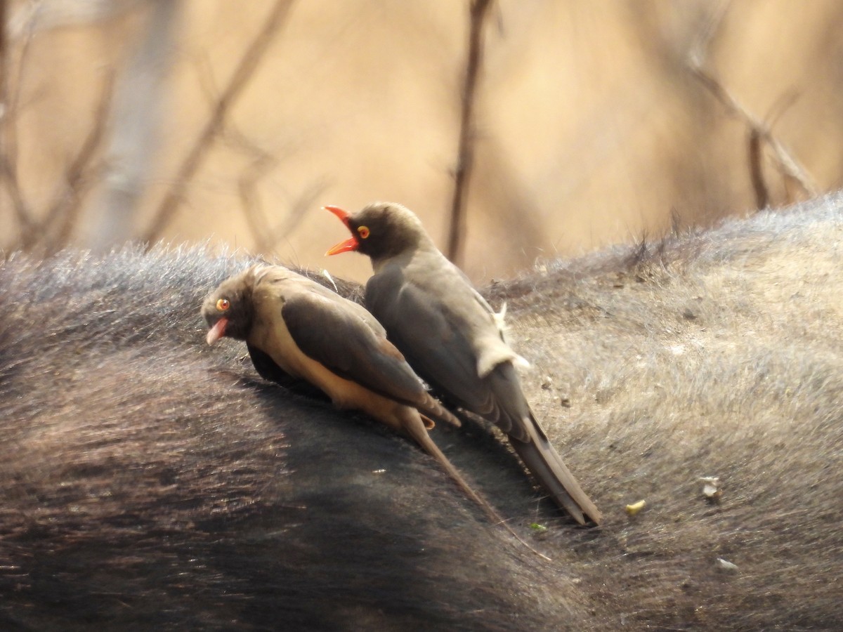 klubák červenozobý - ML624332876