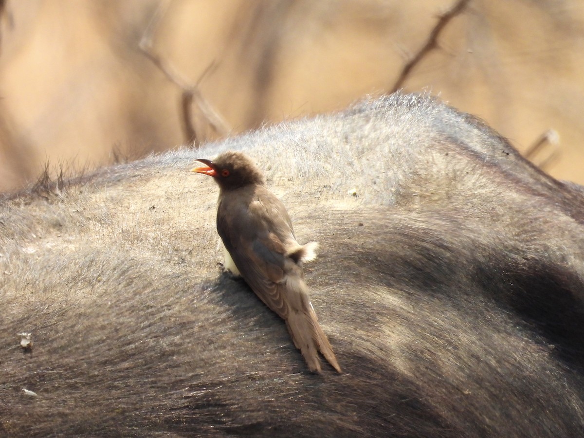 klubák červenozobý - ML624332878