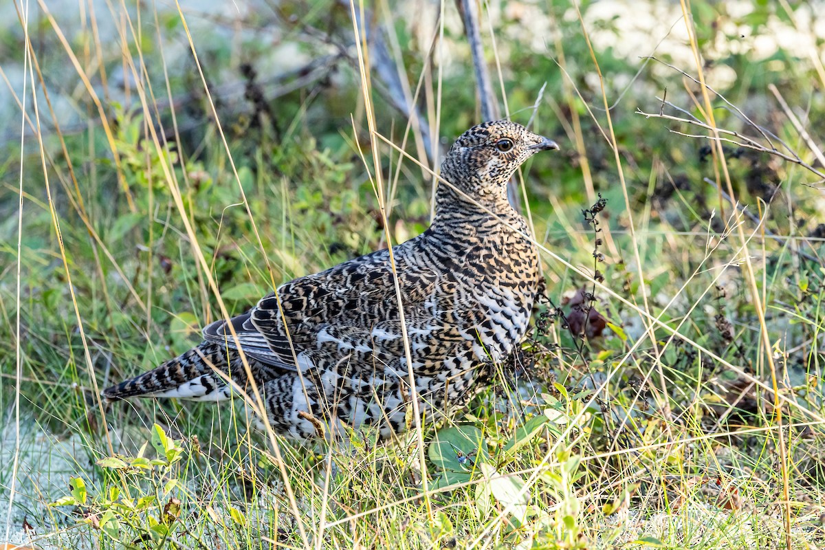 tetřívek kanadský [skupina canadensis] - ML624332884