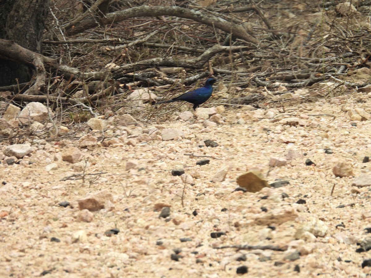 leskoptev jihoafrická - ML624332896