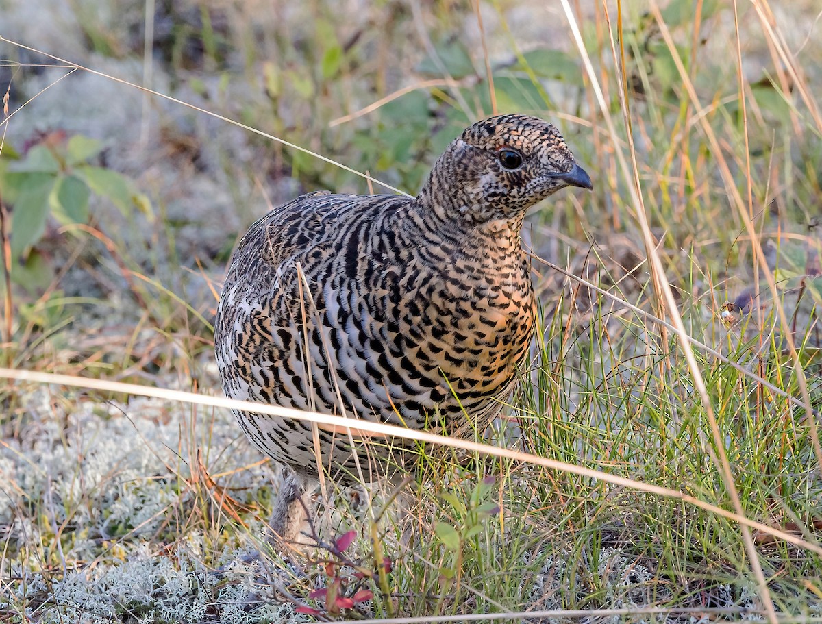 tetřívek kanadský [skupina canadensis] - ML624332934